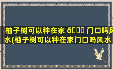 柚子树可以种在家 🐘 门口吗风水(柚子树可以种在家门口吗风水好不好)